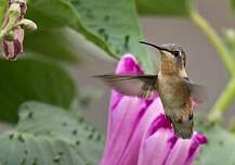 Colibri à queue courte