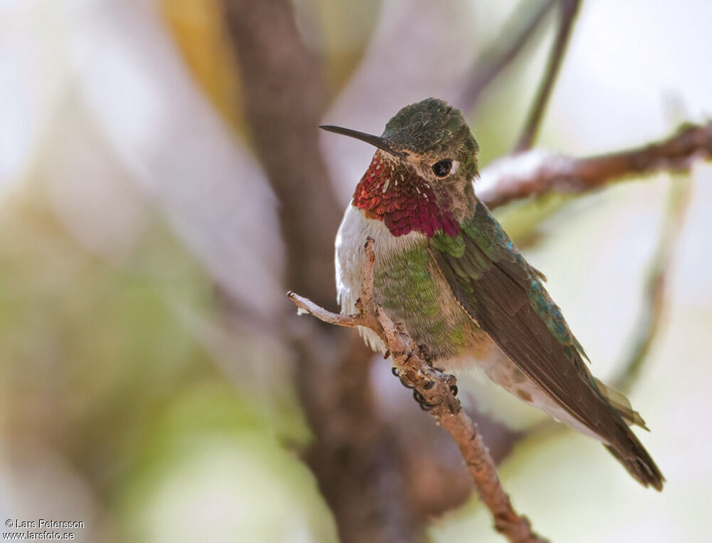 Broad-tailed Hummingbird