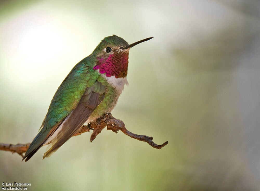 Broad-tailed Hummingbird