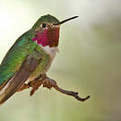 Colibri à queue large