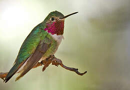 Colibri à queue large