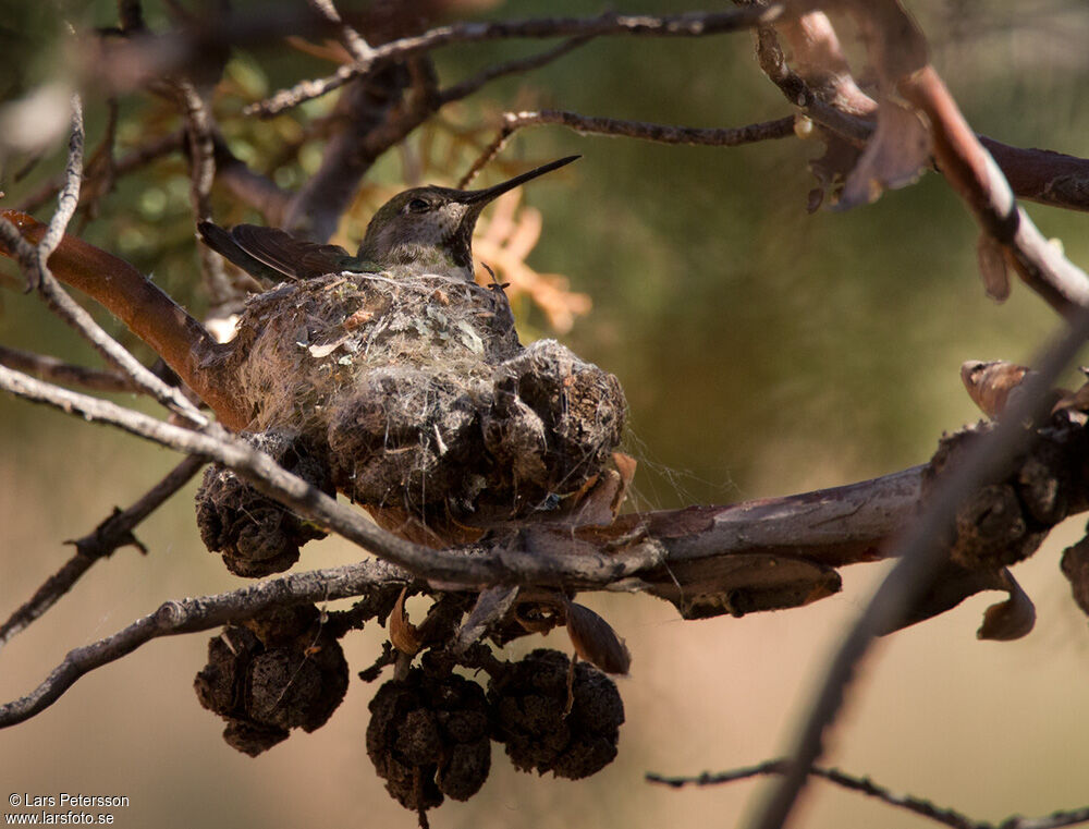 Broad-tailed Hummingbird