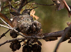 Broad-tailed Hummingbird