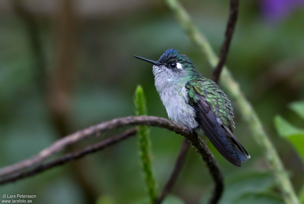 Colibri à tête violette