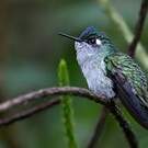 Colibri à tête violette