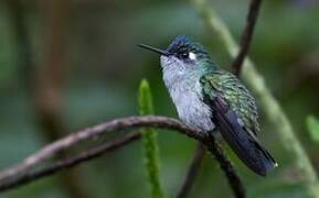 Violet-headed Hummingbird