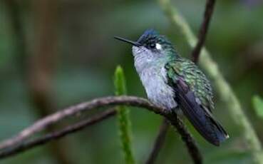 Colibri à tête violette