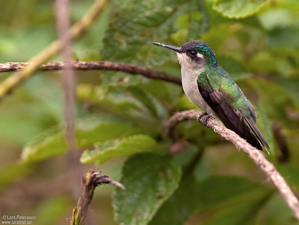 Colibri à tête violette