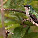 Colibri à tête violette