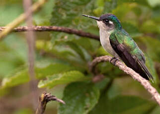 Colibri à tête violette