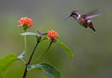 Colibri améthyste