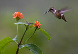 Colibri améthyste