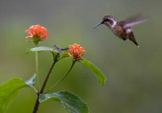 Colibri améthyste