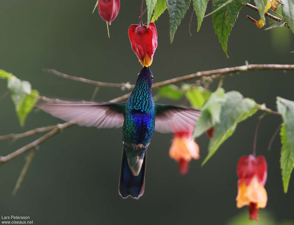 Sparkling Violetear, Flight, eats