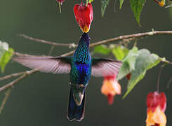 Sparkling Violetear