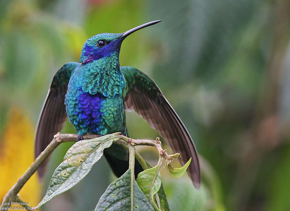 Colibri anaïsadulte, pigmentation, Comportement