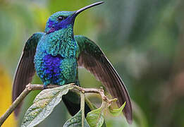 Sparkling Violetear