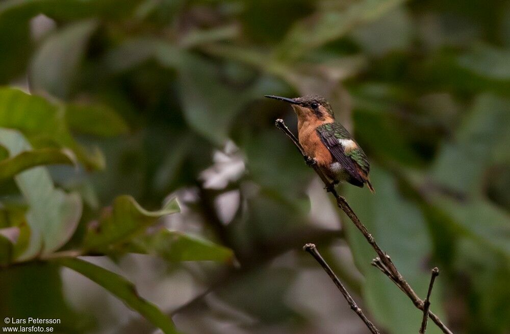 Colibri bourdon