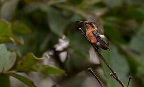 Colibri bourdon