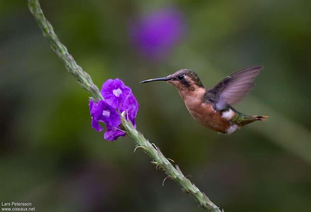 Colibri bourdon femelle adulte, Vol, mange