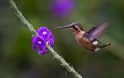 Colibri bourdon