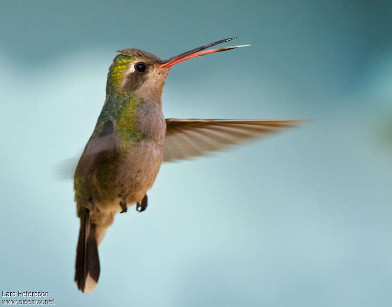 Broad-billed Hummingbird female adult
