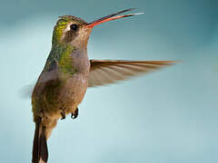 Broad-billed Hummingbird