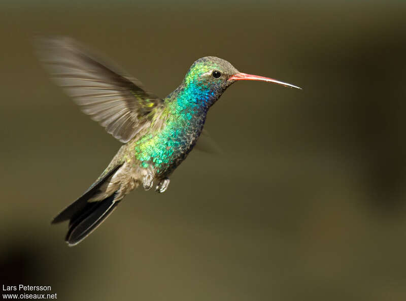 Broad-billed Hummingbird male adult, identification