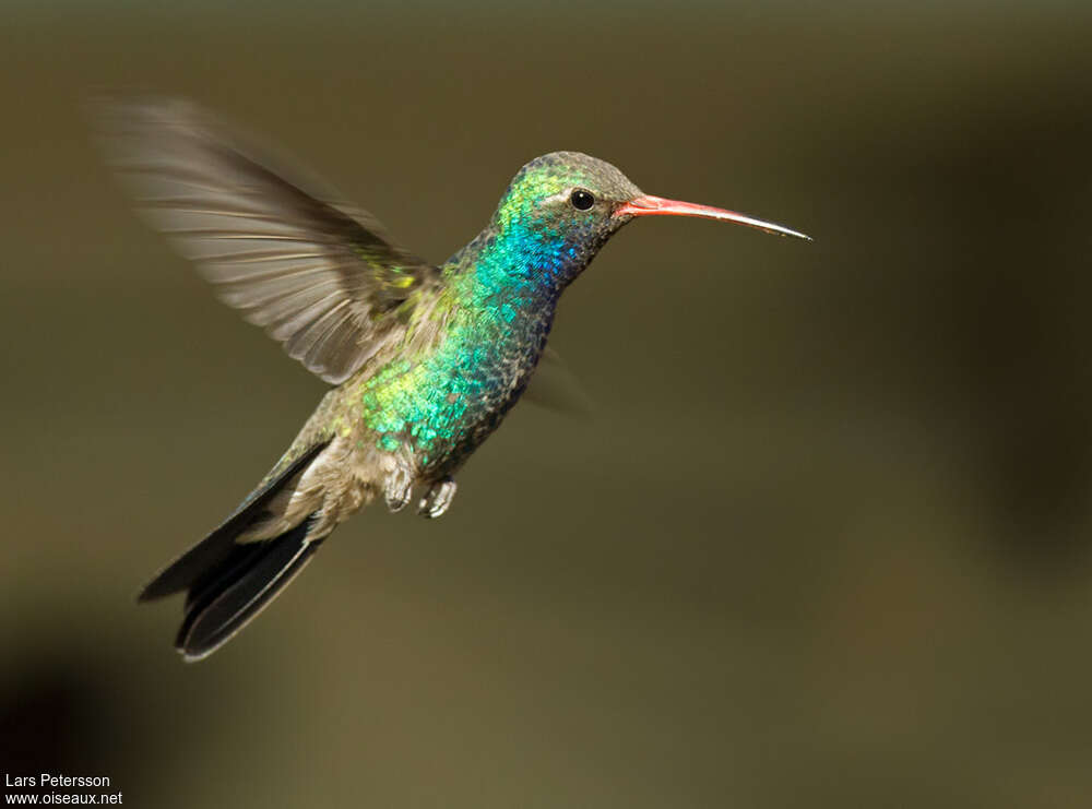 Colibri circé mâle adulte, identification