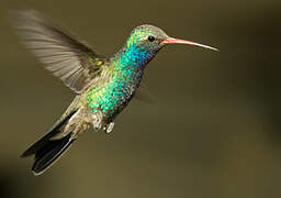 Broad-billed Hummingbird