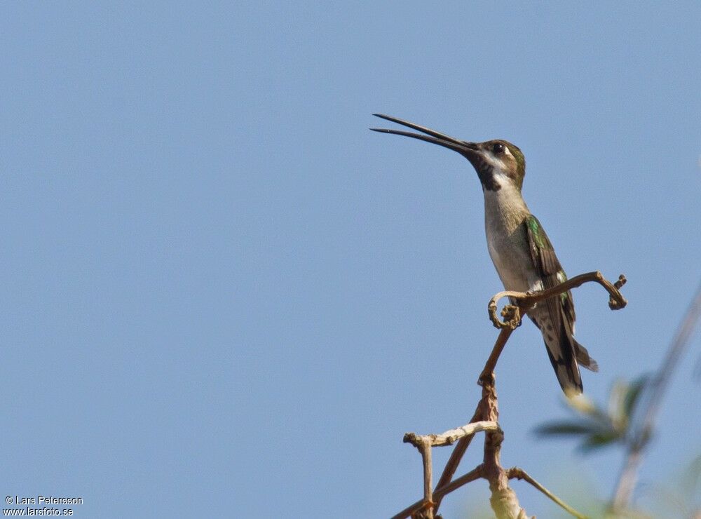 Long-billed Starthroat