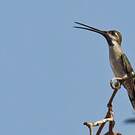 Colibri corinne