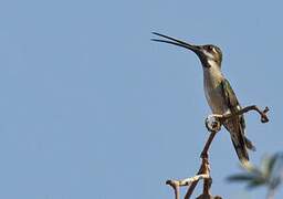 Long-billed Starthroat