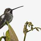 Colibri corinne