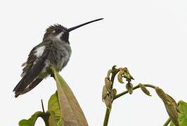 Long-billed Starthroat