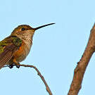 Colibri d'Allen