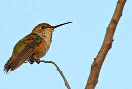 Allen's Hummingbird