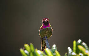 Anna's Hummingbird