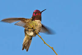 Anna's Hummingbird