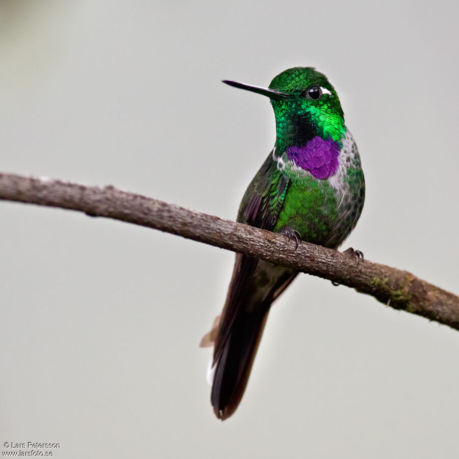 Purple-bibbed Whitetip