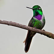 Purple-bibbed Whitetip