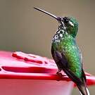 Colibri de Benjamin