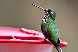 Purple-bibbed Whitetip