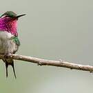Colibri de Berlepsch