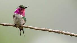 Colibri de Berlepsch