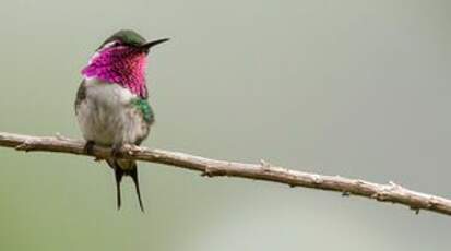 Colibri de Berlepsch