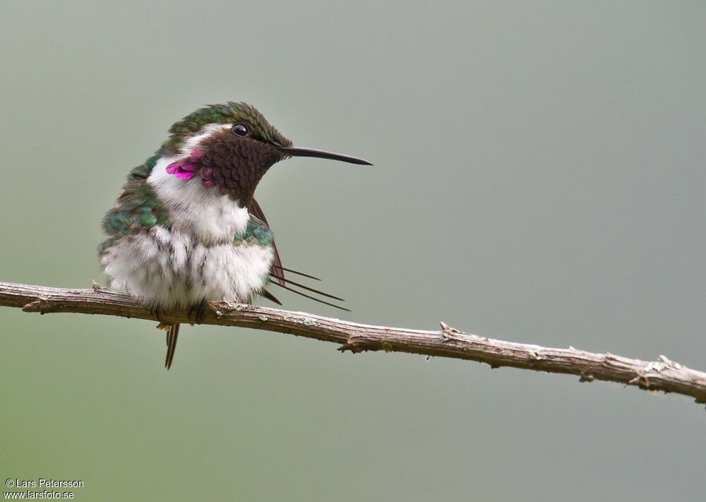 Colibri de Berlepsch