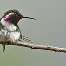 Colibri de Berlepsch