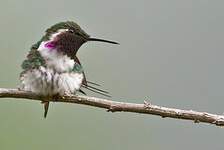 Colibri de Berlepsch