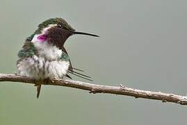 Colibri de Berlepsch